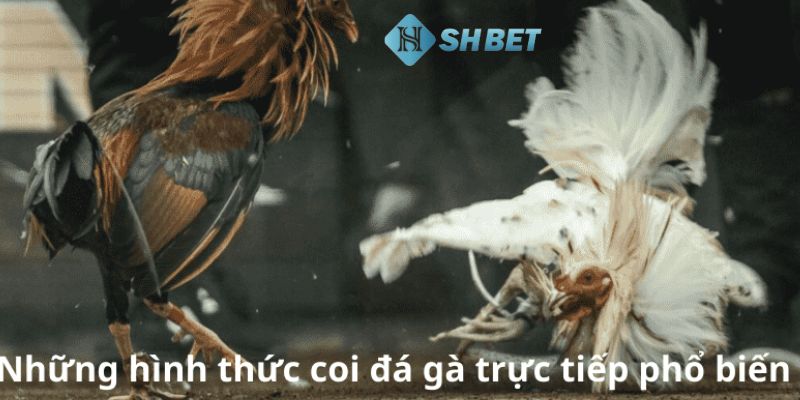 Các quy tắc cơ bản trong chơi đá gà thắng lớn