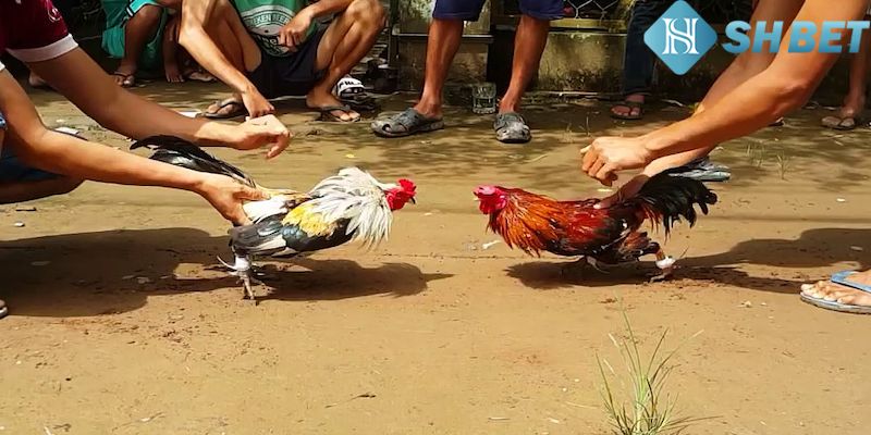 Giới thiệu tổng quan về sảnh đá gà