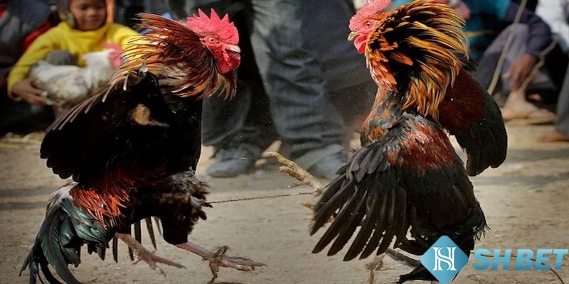 Kinh nghiệm chơi đá gà hiệu quả và bách thắng