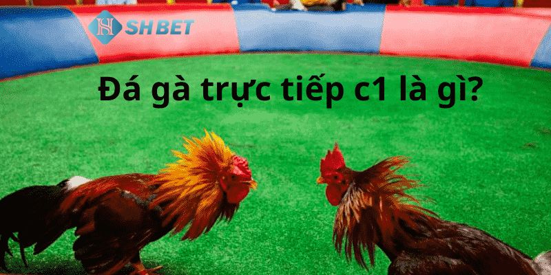 đá gà C1 là gì Đá gà c1 là gì?