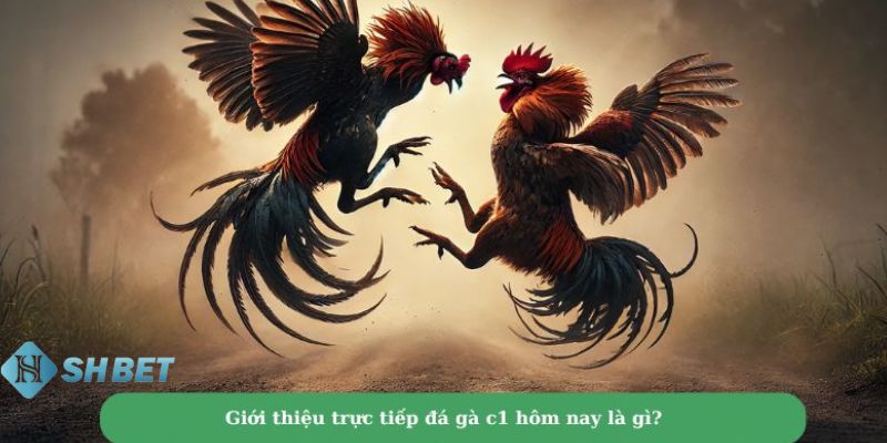 đá gà C1 là gì Những ưu điểm vượt trội khi tham gia đá gà C1 là gì?