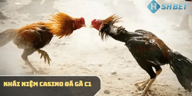 đá gà C1 là gì Những lưu ý quan trọng khi tham gia cược đá gà C1 là gì?