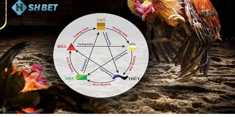 màu mạng đá gà Tầm quan trọng của màu mạng đá gà trong cá cược