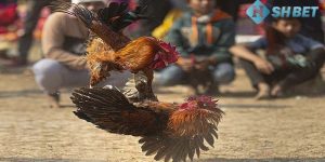 màu mạng đá gà