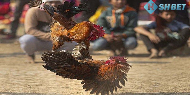 màu mạng đá gà
