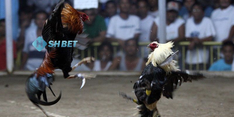 Meron trong đá gà là gì Meron trong đá gà là gì?