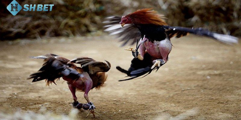 Meron trong đá gà là gì Những lưu ý khi đặt cược meron trong đá gà là gì?