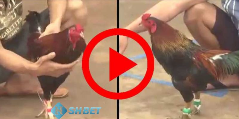 Meron trong đá gà là gì Các hình thức cá cược Meron trong đá gà là gì?