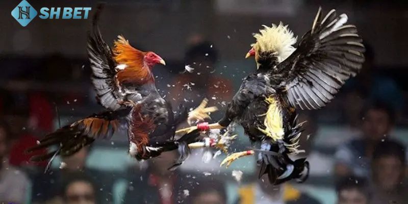 Tổng hợp những mẹo cược trực tiếp đá gà cựa sắt Thomo hôm nay chính xác