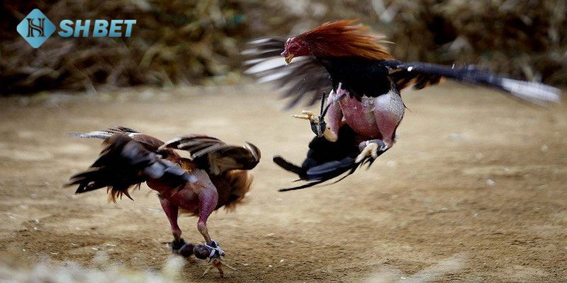 Tìm hiểu về đối thủ khi cược trực tiếp đá gà cựa sắt thomo hôm nay
