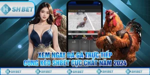 Xem Ngay Đá Gà Trực Tiếp Cùng Kèo SHBET Cực Chất Năm 2024