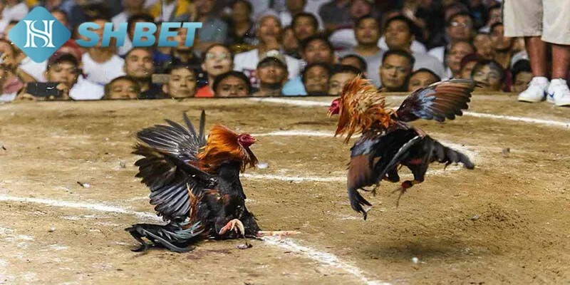Giới thiệu về đá gà trực tiếp tại SHBET