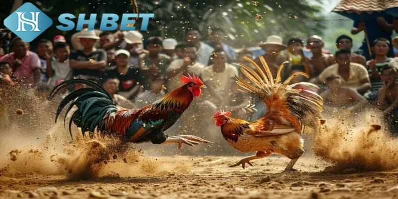 Những điểm nổi bật của dịch vụ đá gà trực tiếp tại SHBET