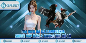 Tìm Hiểu Đá Gà Campuchia SHBET Hấp Dẫn & Không Thể Bỏ Lỡ