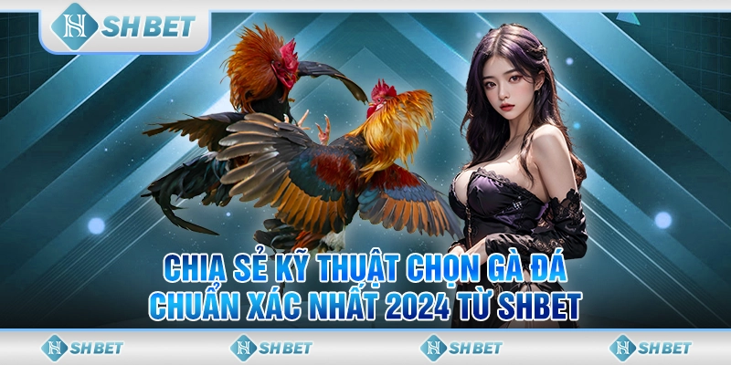 Chia Sẻ Kỹ Thuật Chọn Gà Đá Chuẩn Xác Nhất 2024 Từ SHBET
