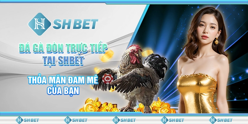 Đá Gà Đòn Trực Tiếp Tại SHBET - Thỏa Mãn Đam Mê Của Bạn