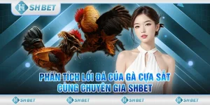 Phân Tích Lối Đá Gà Cựa Sắt Cùng Chuyên Gia SHBET