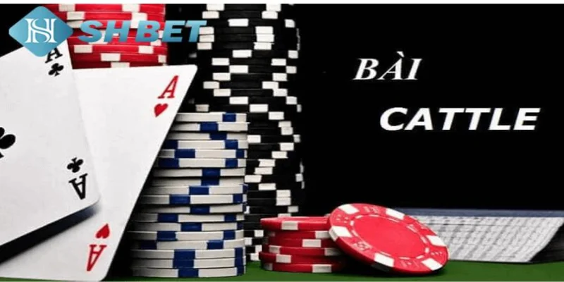 Bí quyết chơi bài Catte hiệu quả và chiến thắng