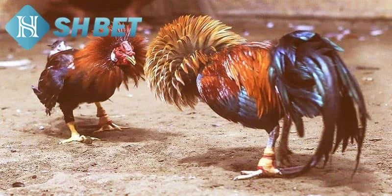 Cách soi kèo đá gà tre hiệu quả