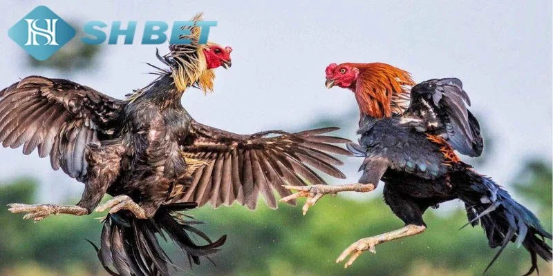 Chiến thuật ứng phó với từng lối đá gà cựa sắt