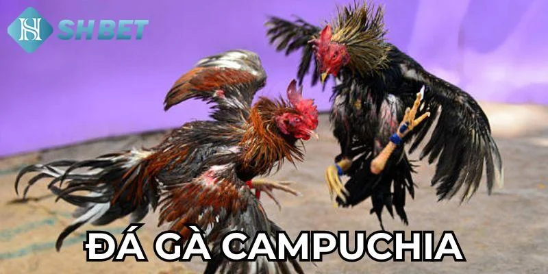 Lợi ích khi chơi đá gà Campuchia