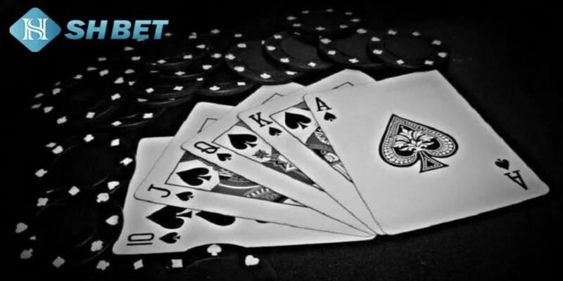 Lý do nên chọn trác kim hoa tại SHBET