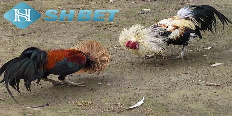 Những lưu ý khi áp dụng kỹ thuật chọn gà đá