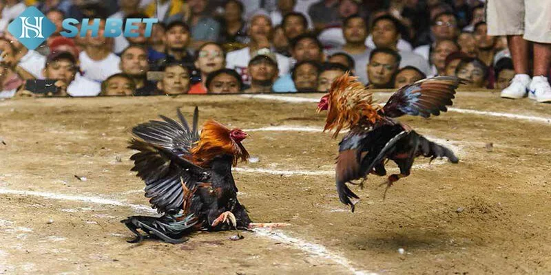 Những ưu điểm nổi bật khi coi đá gà trực tiếp tại SHBET