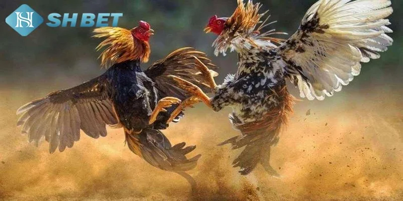 SHBET - Địa chỉ uy tín giúp bạn chọn chiến kê bất bại