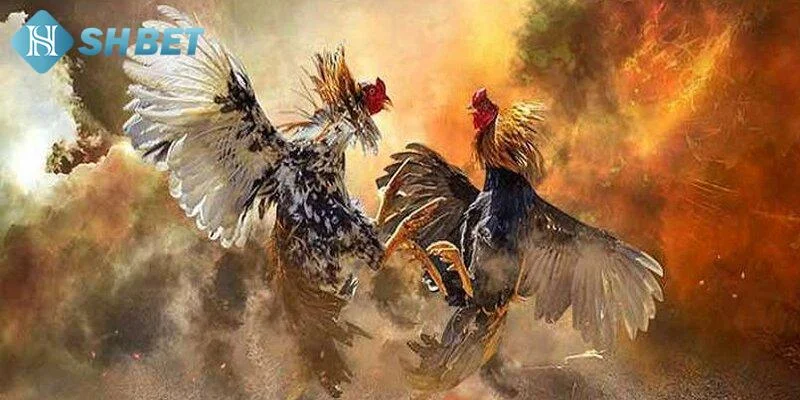 Tìm hiểu về coi đá gà trực tiếp tại SHBET