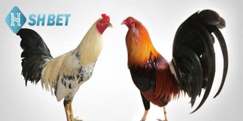 Tìm hiểu về kỹ thuật chọn gà đá