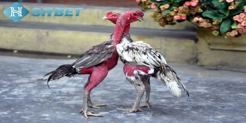 Tổng quan về đá gà đòn trực tiếp