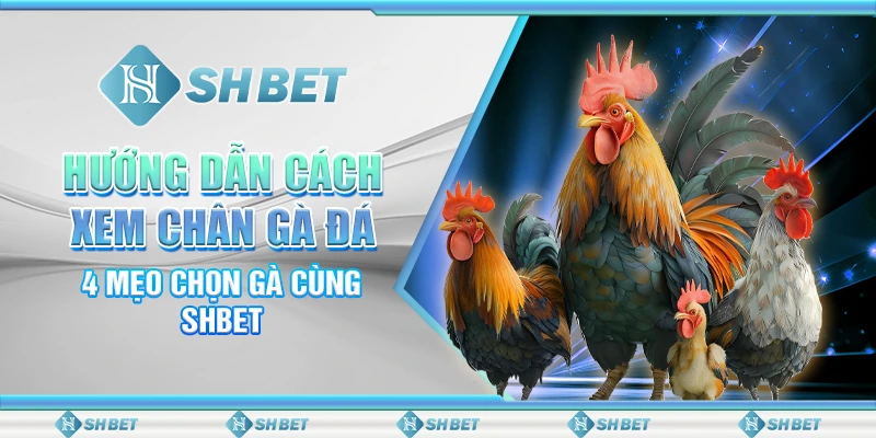 Hướng Dẫn Cách Xem Chân Gà Đá - 4 Mẹo Chọn Gà Cùng SHBET