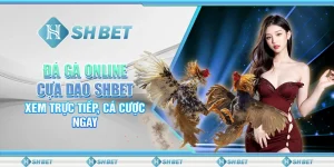 Đá Gà Online Cựa Dao SHBET - Xem Trực Tiếp, Cá Cược Ngay