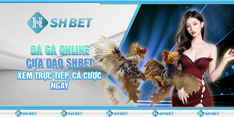 Đá Gà Online Cựa Dao SHBET - Xem Trực Tiếp, Cá Cược Ngay