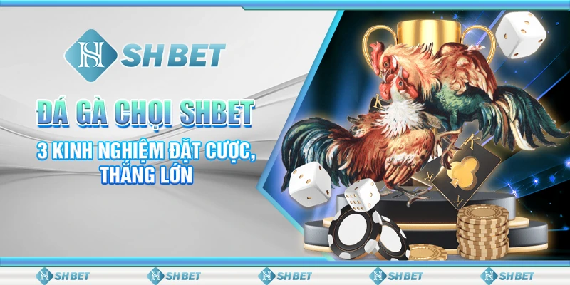 Đá Gà Chọi SHBET - 3 Kinh Nghiệm Đặt Cược, Thắng Lớn