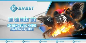 Đá Gà Miền Tây - Sôi Động Cùng Những Trận Đá Gà SHBET