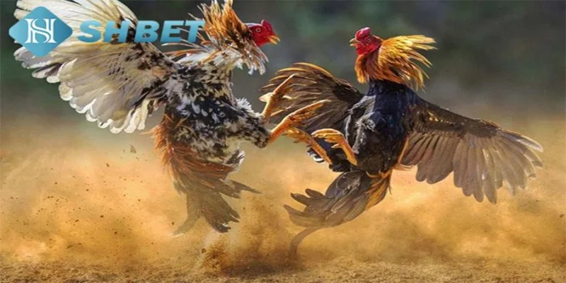 Giới thiệu về cách nhận biết chân gà đá chuẩn