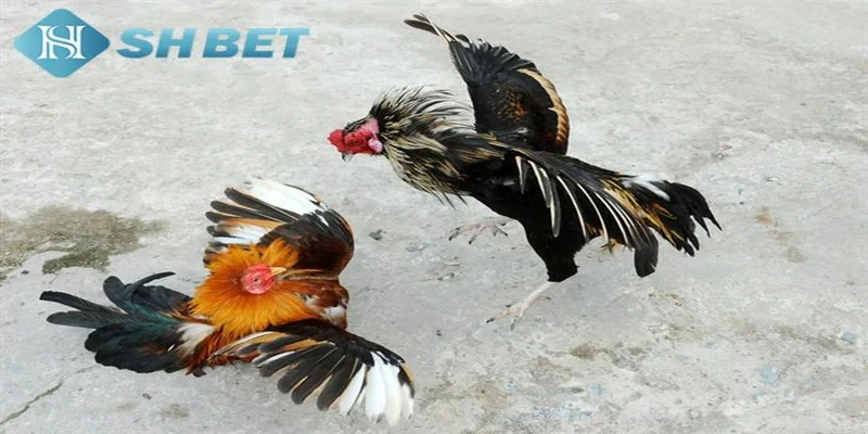 Những lưu ý quan trọng khi chơi đá gà miền Tây