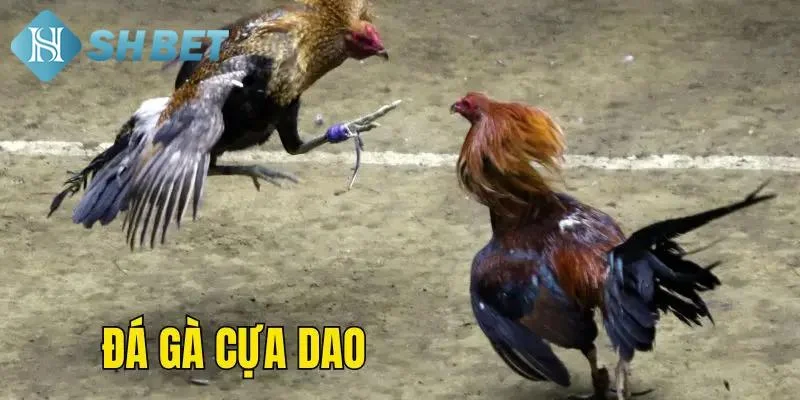 Sơ lược về hình thức đá gà online cựa dao chuẩn chỉ