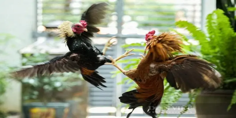 Một trò chơi tuyệt vời thu hút người chơi tại đây